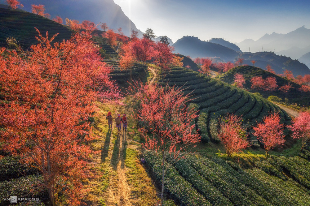 Sapa in Spring
