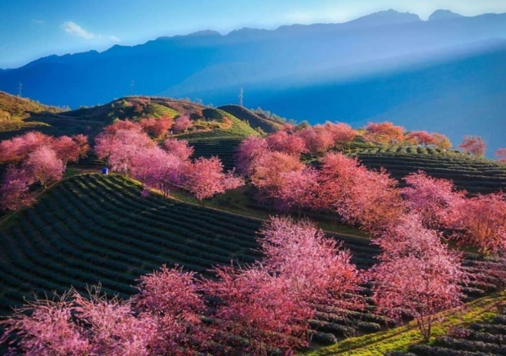 Sapa in Spring