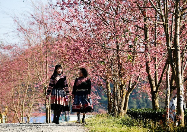 Spring in Sapa